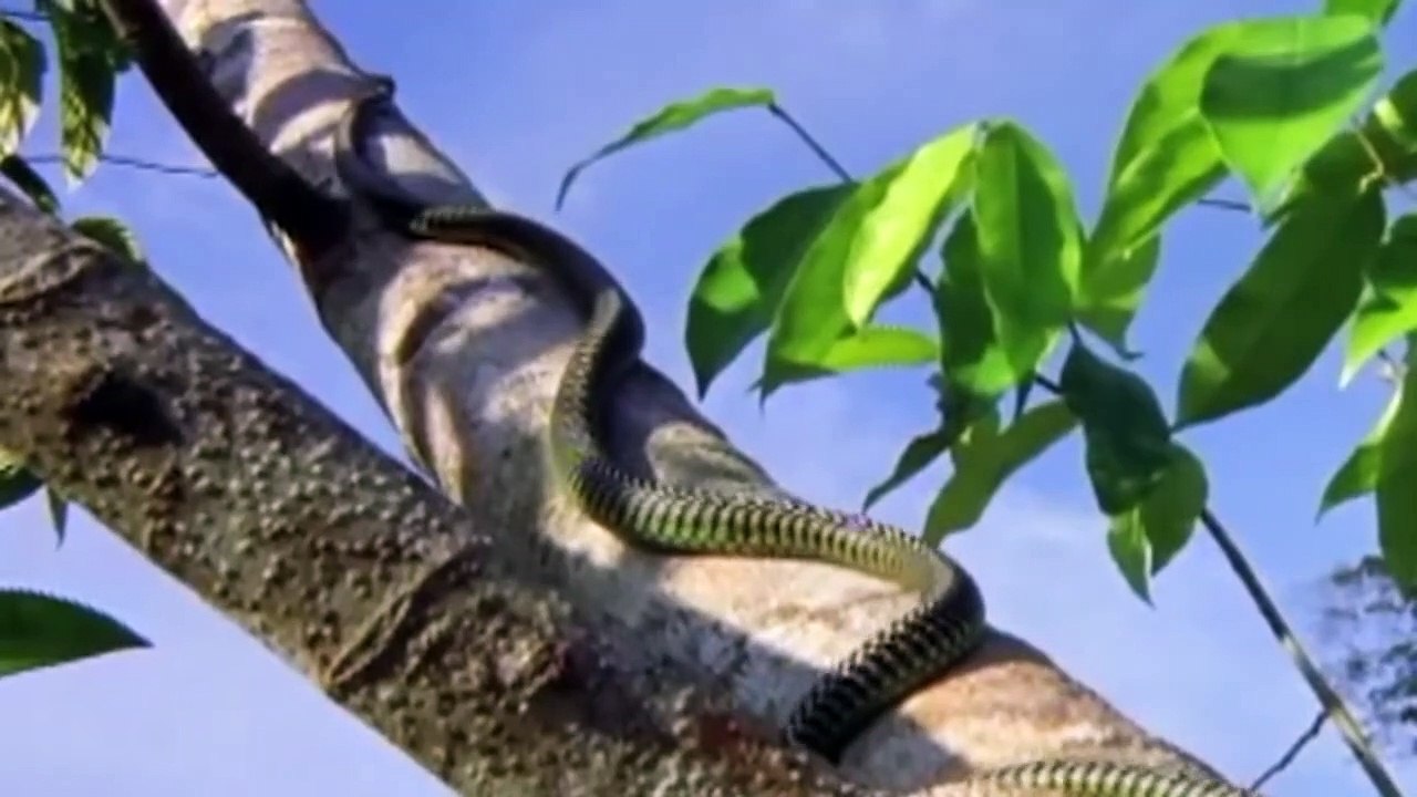 The Most Stupid Things Animals Do #2
