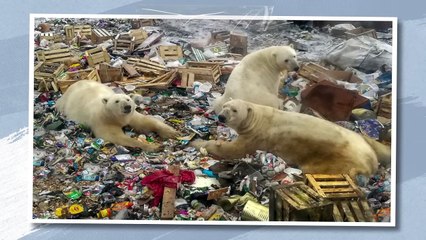 This Is What All Polar Bears Are Afraid of