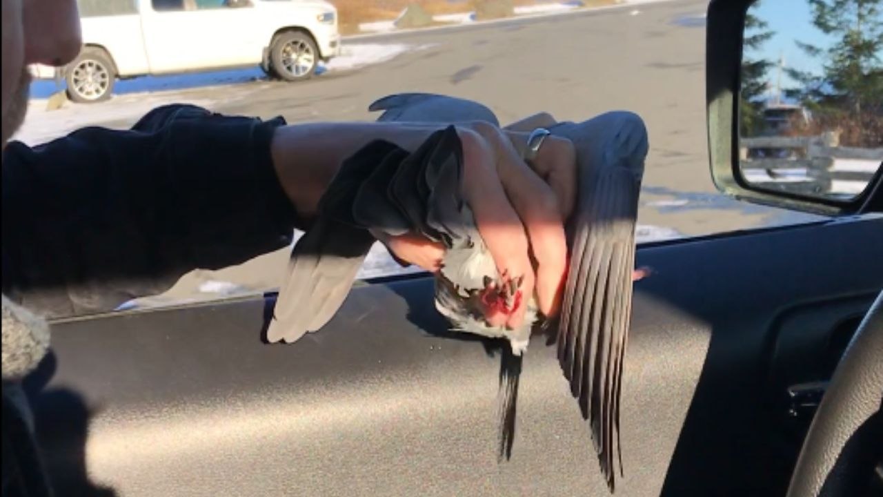 Good samaritan helps out a pigeon in peril, no strings attached!