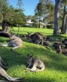 Hundreds of Kangaroos Call This Golf Course Home