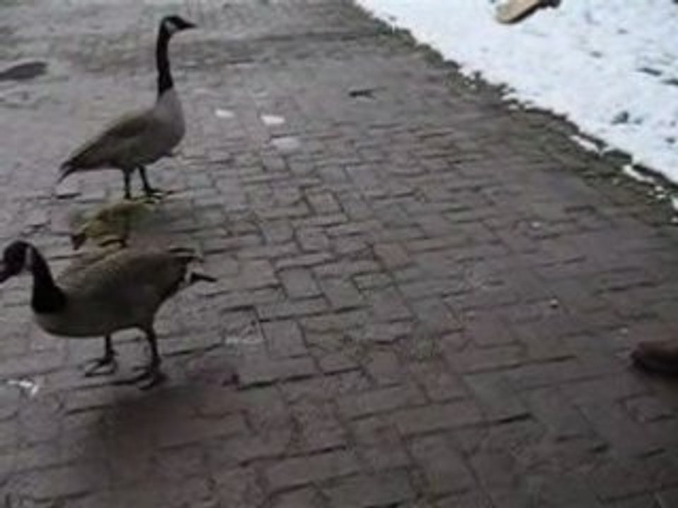 OIES BERNACHES ET OISON FIN MARS 2008