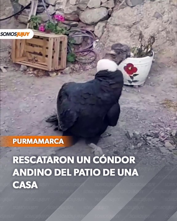 cóndor rescatado