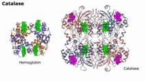 Factors affecting Enzyme Activity