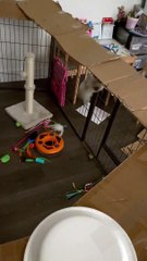 Le carton contrecarre le chaton grimpant