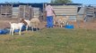 Man trying to mess with goats gets LAMBUSHED by a mischievous sheep