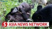 Vietnam News | Wildlife rescue efforts