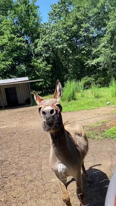 Donkey Overjoyed to Play With Inflatable Ball