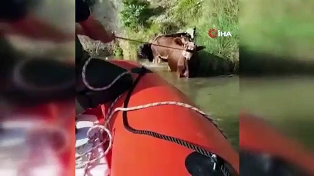 4 BÜYÜKBAŞ DEREYE DÜŞTÜ