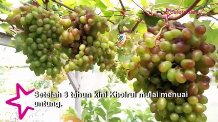 Pemuda Ini Hasilkan Jutaan Rupiah lewat Budi Daya Anggur asal Ukraina
