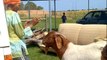 'Horned Hijinks' - Woman finds out that goats don't take 'No' for an answer