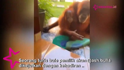 Viral Aksi Orang Utan Masuk Kamar Bule, Numpang Cuci Tangan Pakai Sabun