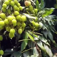Vlog 10 | বাংলা চটি গল্প | view of litchi Beautyful Garden Really nice @Alisha and beautyful