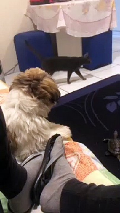 Turtle Excited For Father's Return