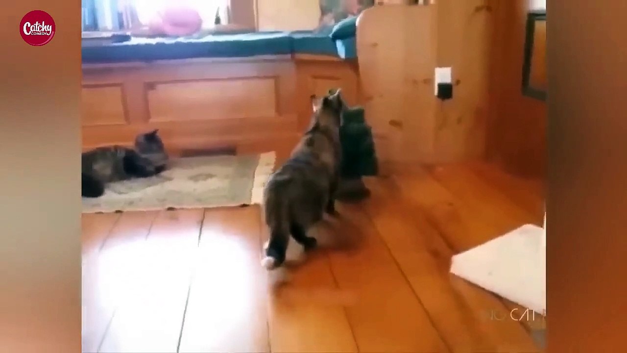 Funny Cats