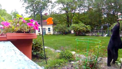 Black Bear Visits Backyard