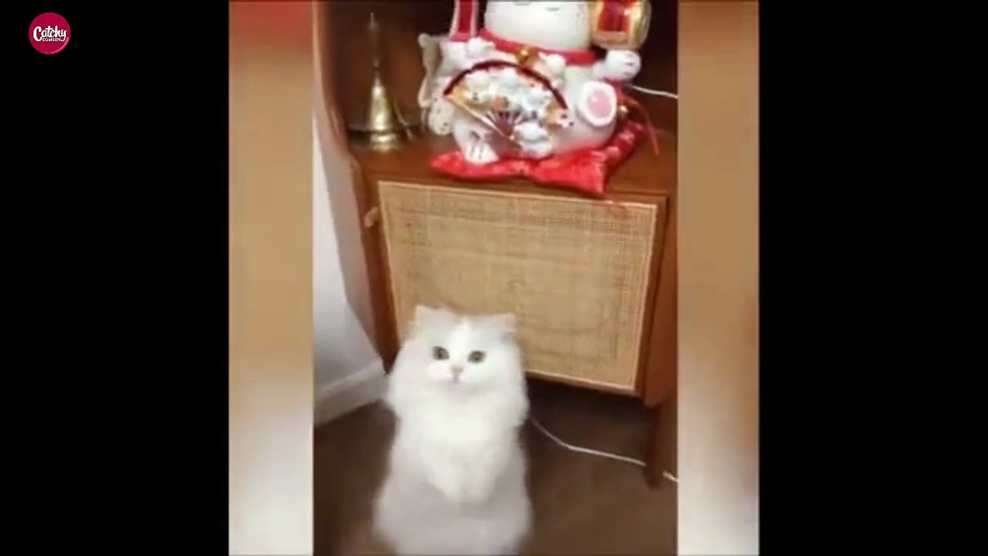 Funny Pets
