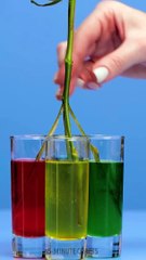 Wow She Made A Rainbow Flower Shorts