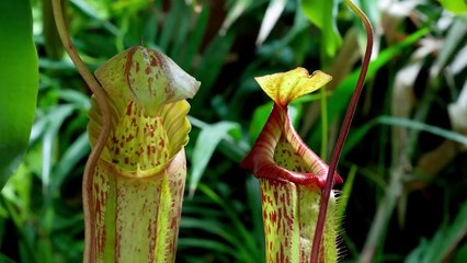 This Is What Happens When a Mantis Is Placed in a Carnivorous Plant