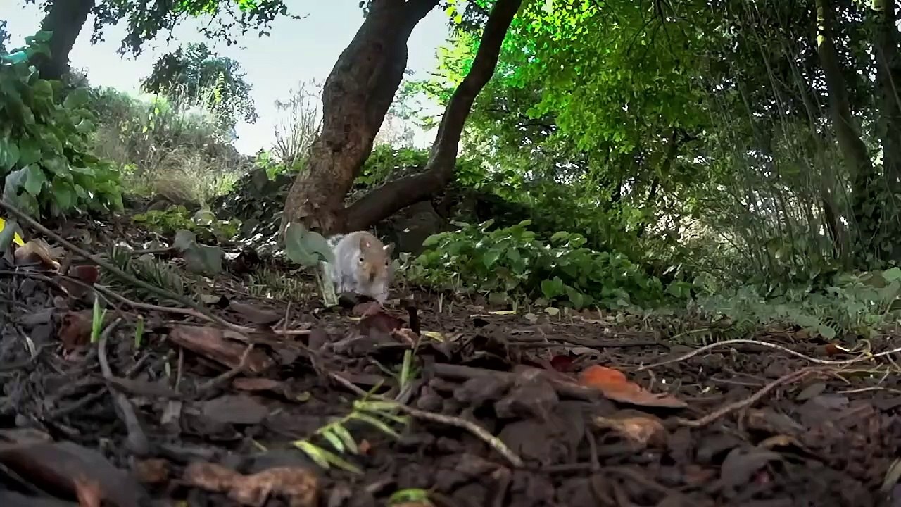 This Is Why Baby Squirrels Are the Most Protected Animals in the World