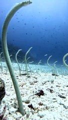 A Garden of Eels