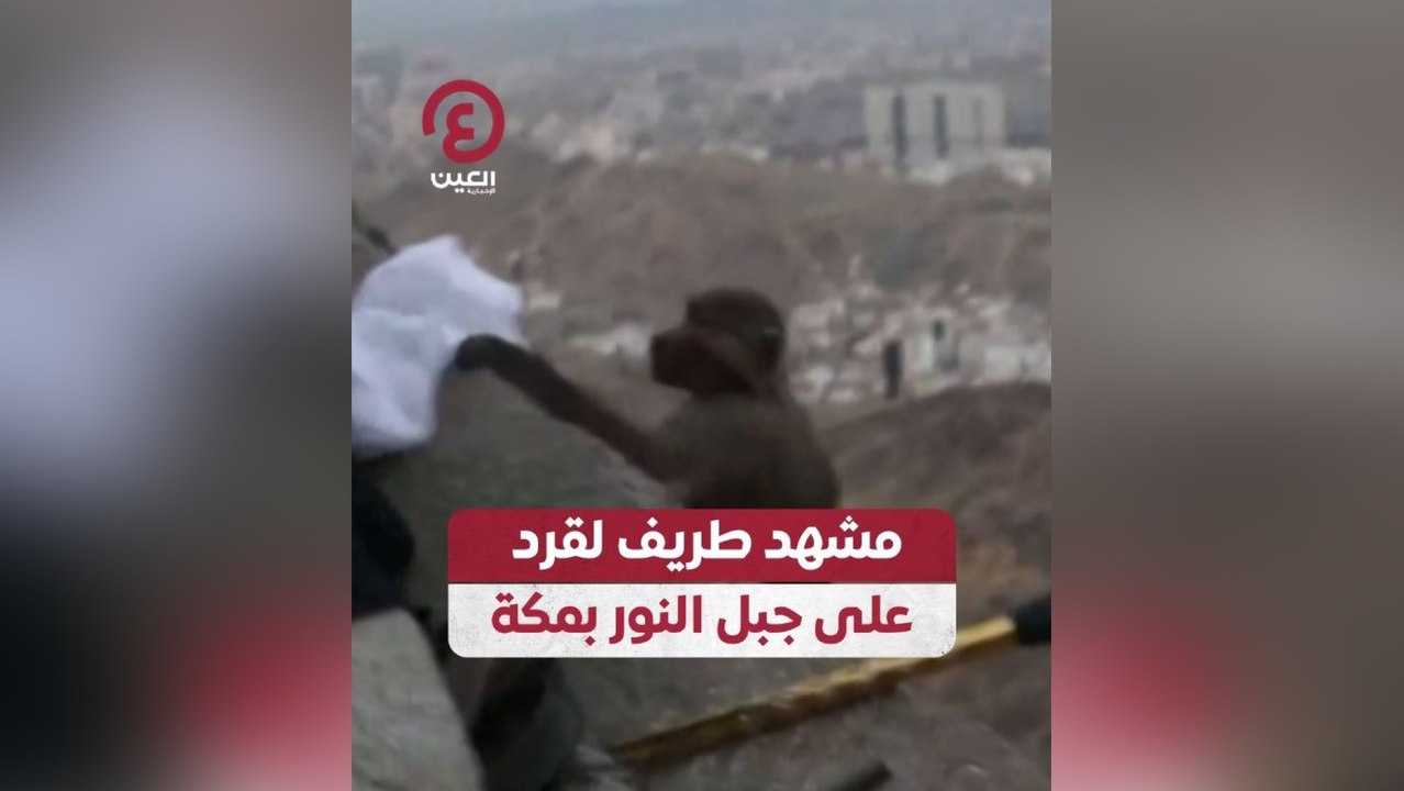 مشهد طريف لقرد على جبل النور بمكة
