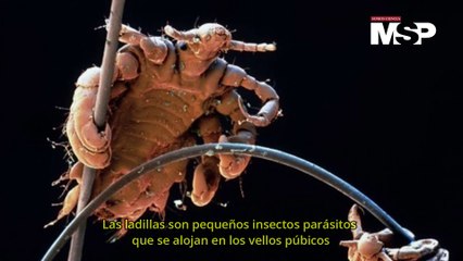 ¿Cómo actúan las ladillas o piojos púbicos?
