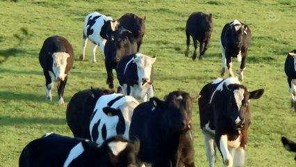 Top 10 Animal Rescues Gone HORRIBLY WRONG