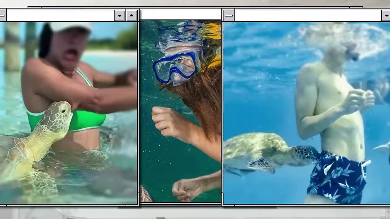 Turtle That Kills Alligators, Attacks Sharks and Even an Anaconda Can't Kill It