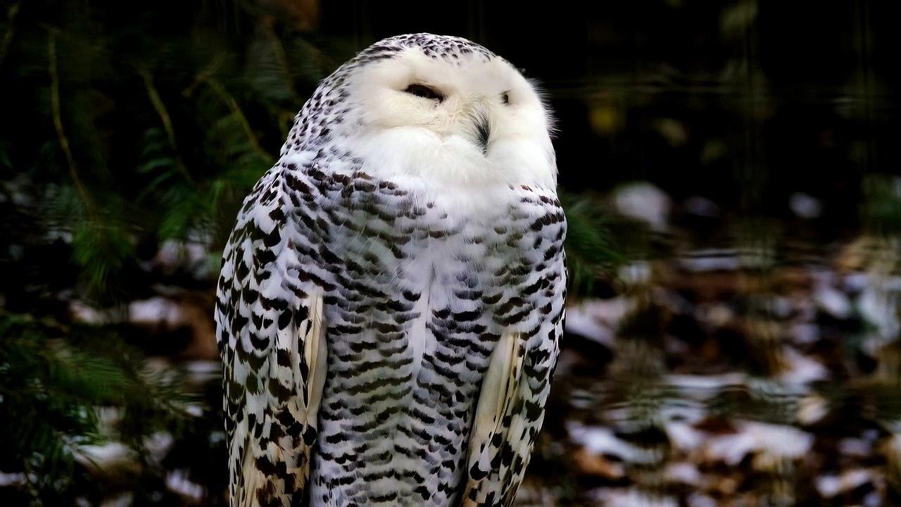 Funny owl