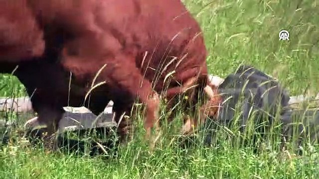 Çorum'da 1,6 tonluk kurbanlık Eryaman 250 bin liraya alıcısını bekliyor