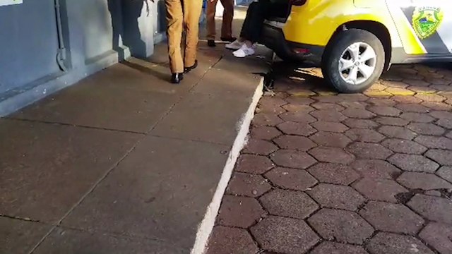 Procurado pela Justiça pelos crimes de tráfico e porte de arma de fogo é detido pela PM