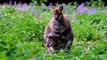 Wildlife Animals _ Safari Moments _ Forest _ Free HD Videos