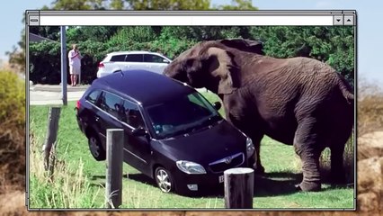 When Poachers Became Prey While Hunting