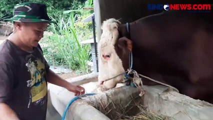 Mengintip Sentra Sapi Jumbo Tempat Pejabat dan Pengusaha Memesan Sapi Kurban di Purbalingga
