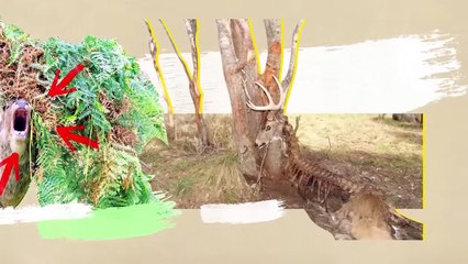 Animals That Are Stuck in Textures