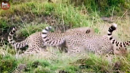 Warthog being Attacked - Wild Animal Life