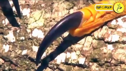 عندما يتوحش الصقر الجارح !! مشاهد لا تصدق؟!!