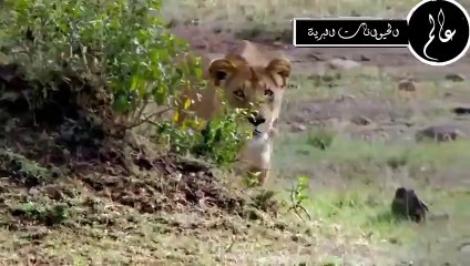 عندما يغضب الدوجو الارجنتينو ويواجه الاسد !!مشهد لا يصدق عالم الحيوان