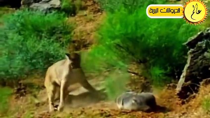 غرير العسل  أشجع حيوان !!لا يخاف الاسود مشهدلا يصدق عالم الحيوان