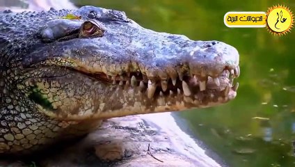 مدهش..أقترب هذا الخنزير البري من نهر التماسيح ولكن ما حدث لم يكن متوقعا!!عالم الحيوان