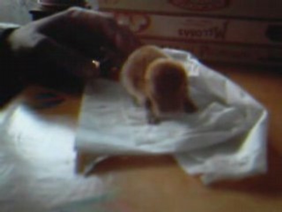 Lapinou