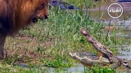 لماذا جعل الاسد ملك الغابة ؟ حقائق ستصيبك بالدهشة  سبحان الله! !