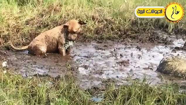 مدهش.. عندما تتجرأ الكلاب وتهاجم الأسود المفترسة شئ لا يصدق عالم الحيوان
