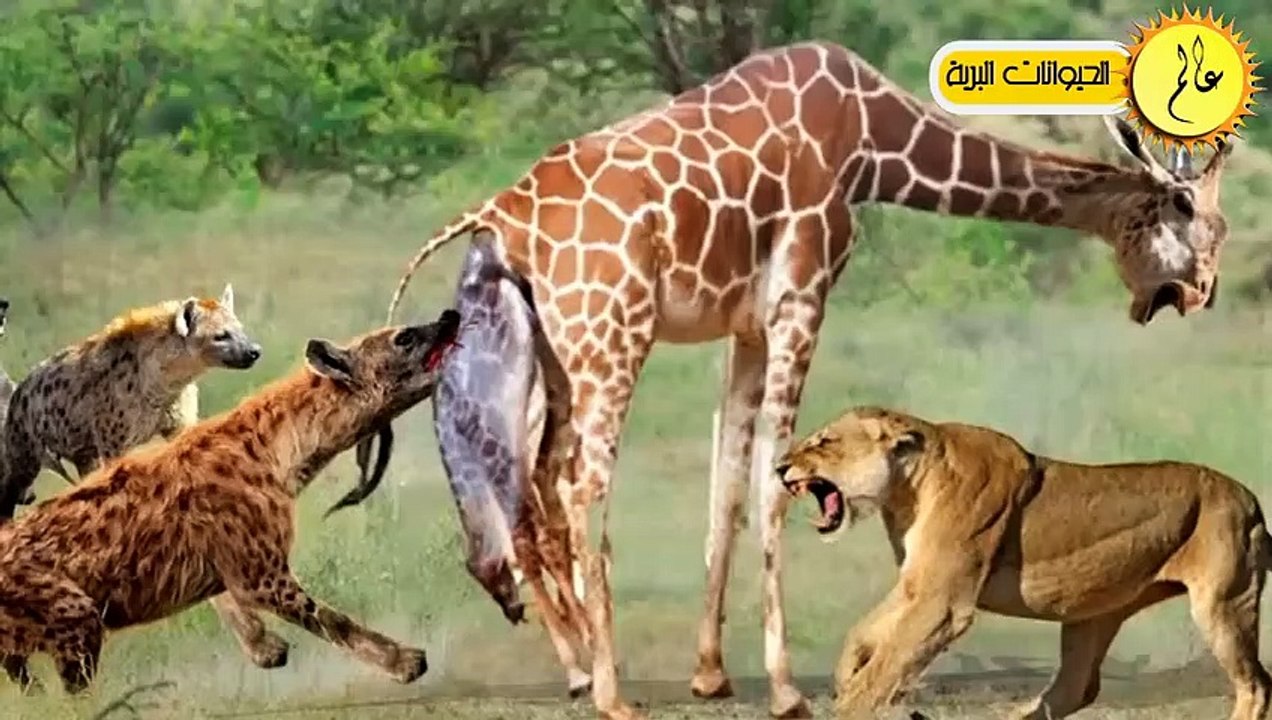 مدهش. ..الزرافة الأم تدافع عن صغيرها بشكل لا يصدق  الحياة البرية في عالم الحيوان