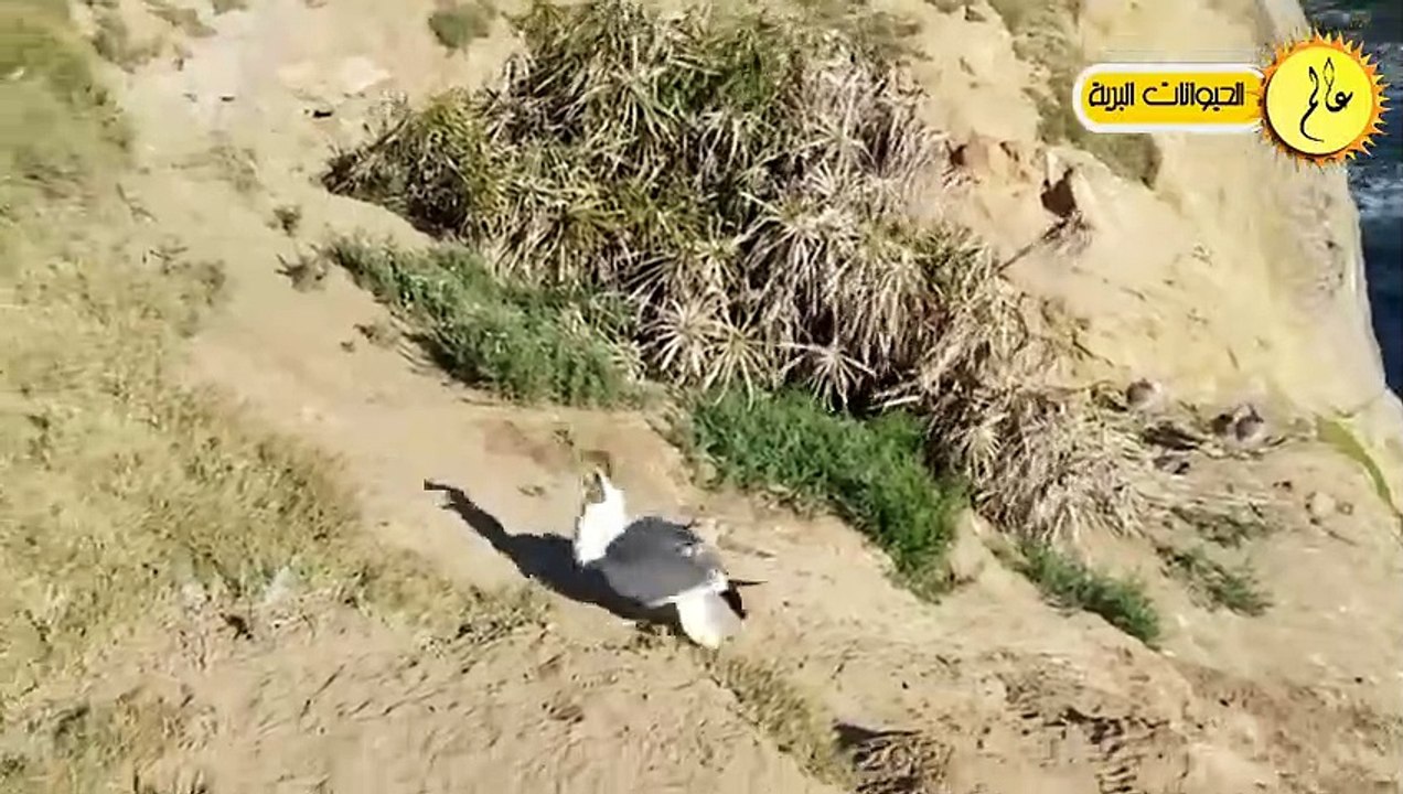 مدهش.. نورس متوحش  يصطاد أرنب بري عنيد مشهد لا يصدق؟!!