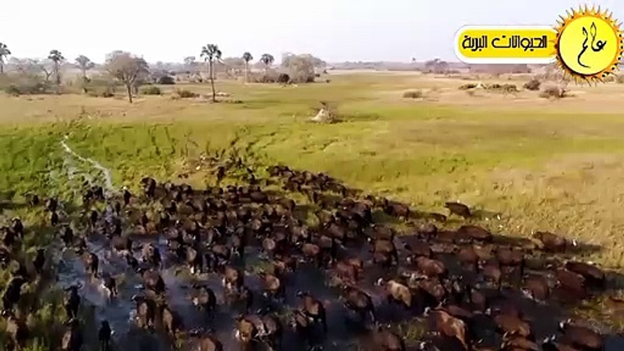 مدهش..أقترب هذا الجمل من الحمار ولكن ما حدث لم يكن متوقعا الحياة البرية في عالم الحيوان