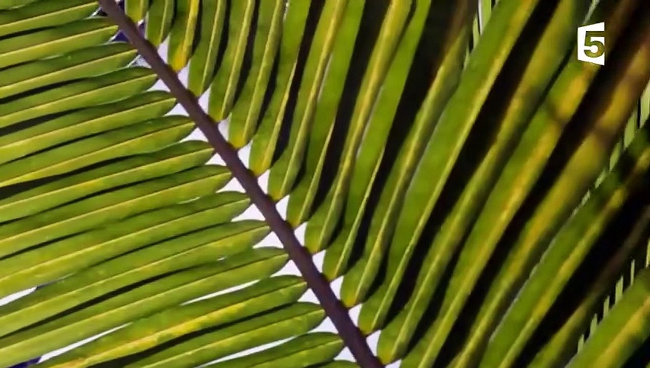 FOU  Des bernard-l'hermites échangent de coquilles - ZAPPING SAUVAGE