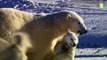 Des ours polaires jouent avec des chiens huskies ! - ZAPPING SAUVAGE