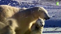 Des ours polaires jouent avec des chiens huskies ! - ZAPPING SAUVAGE