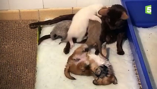 Un bébé chien orphelin adopté par des chats - ZAPPING SAUVAGE